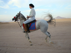Horse ride at Sharm El Sheikh